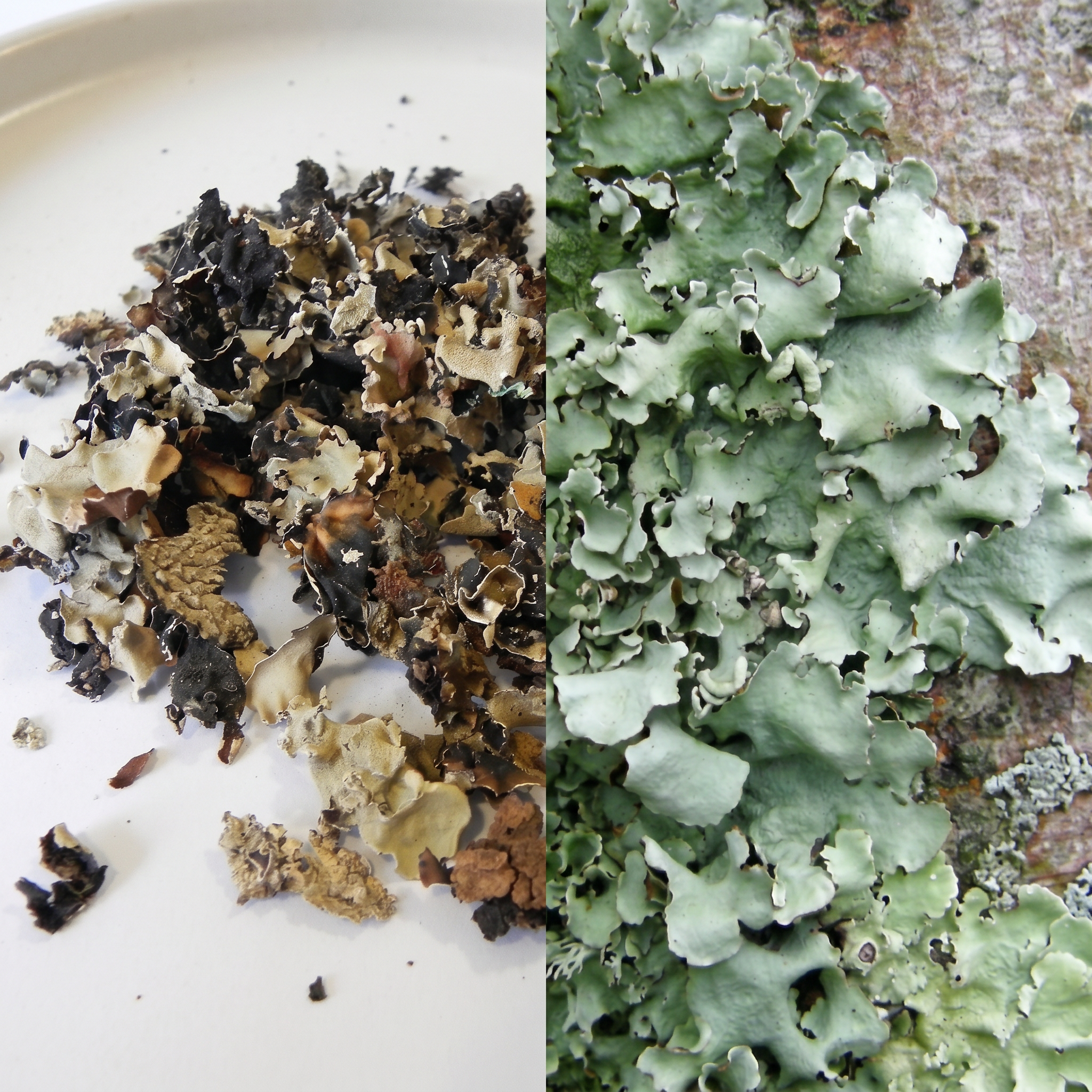 Pathar Phool: The Ayurvedic Herb for Digestion & Metabolic Balance ...